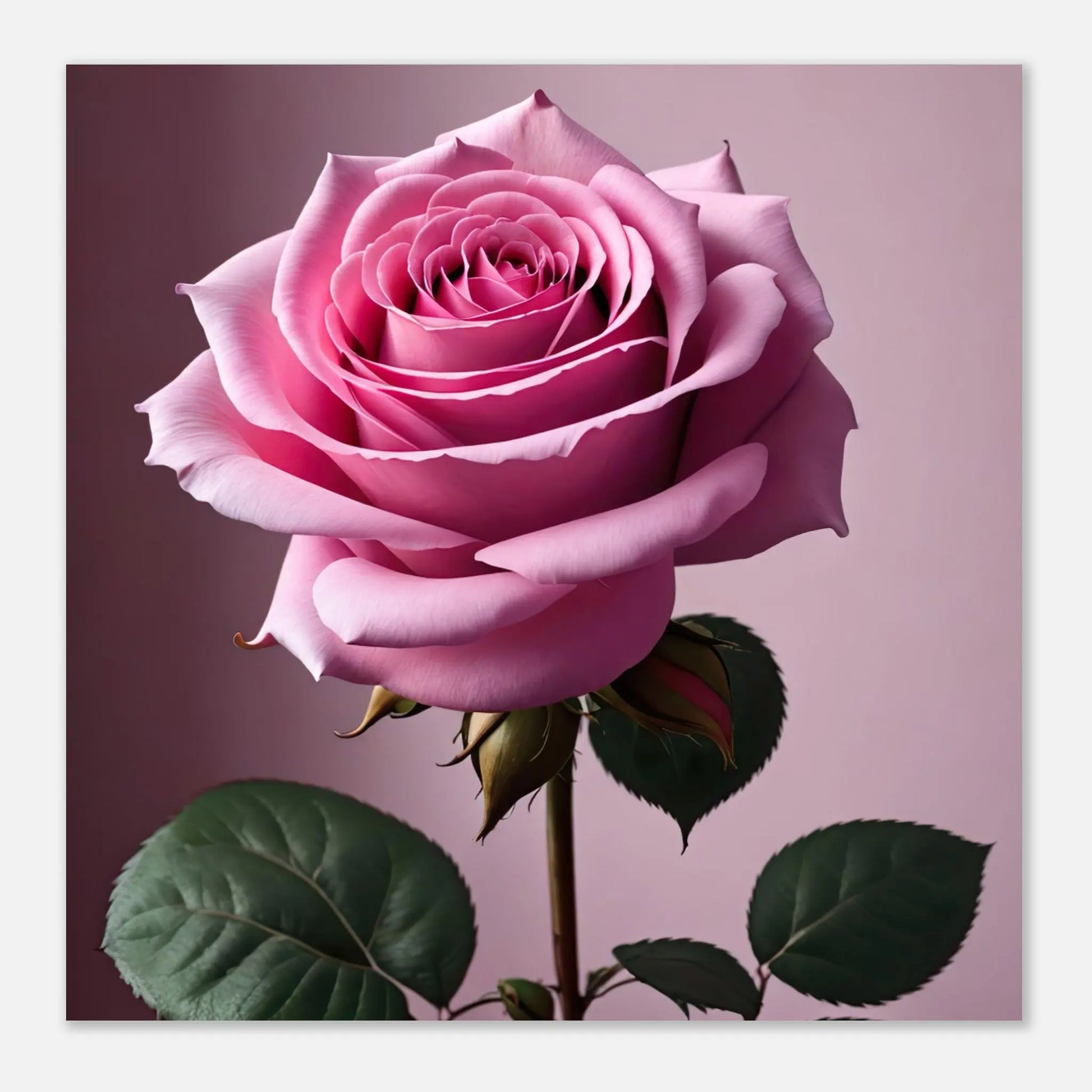 Aluminiumdruck - Rosa Rose - Foto Stil, KI-Kunst - RolConArt, Pflanzen,