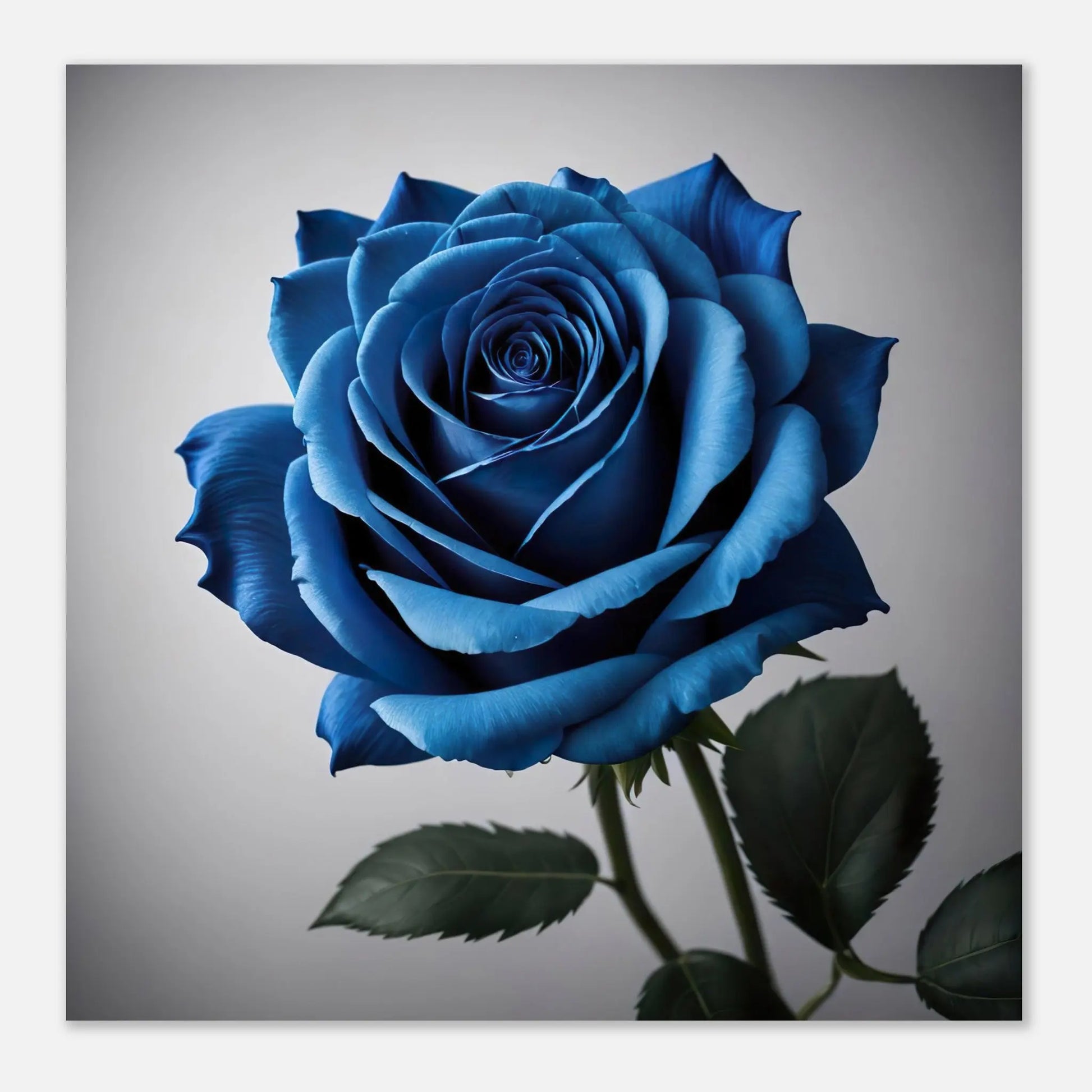 Aluminiumdruck - Blaue Rose - Foto Stil, KI-Kunst - RolConArt, Pflanzen,