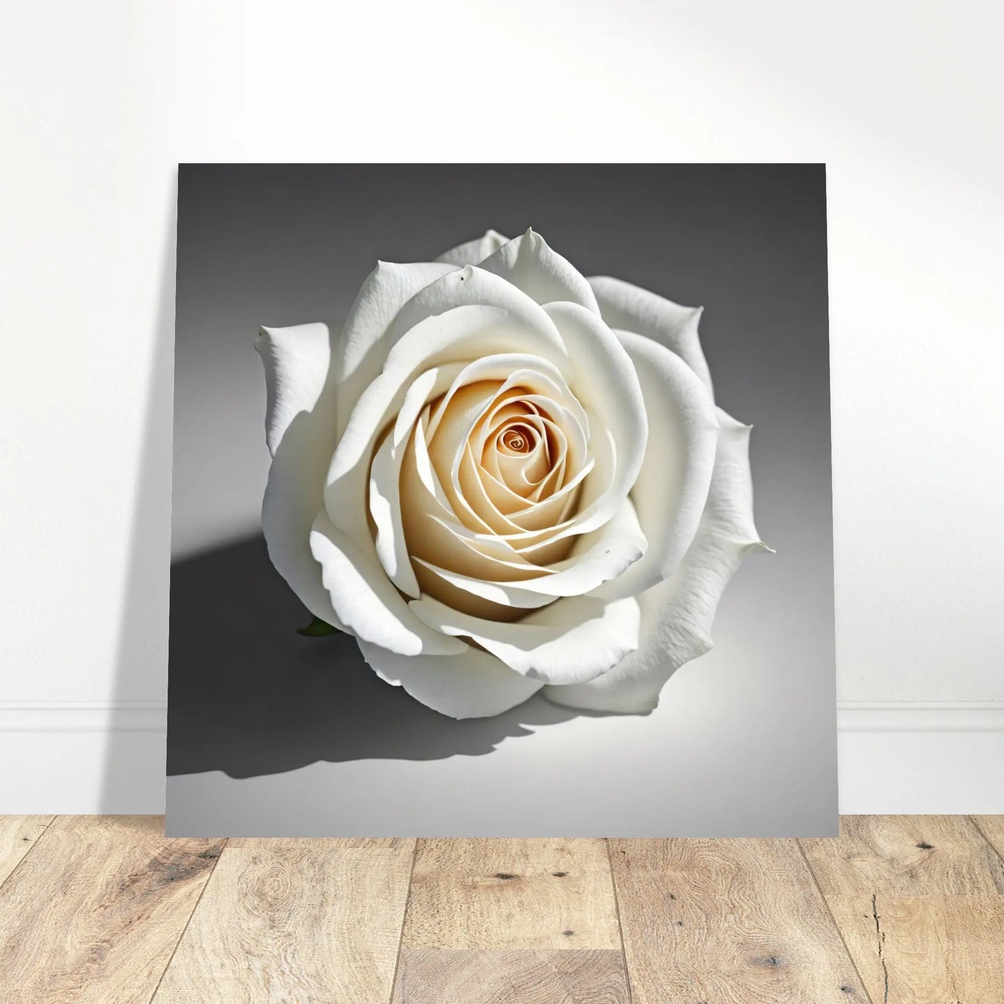 Aluminiumdruck - Weiße Rose - Foto Stil, KI-Kunst - RolConArt, Pflanzen,