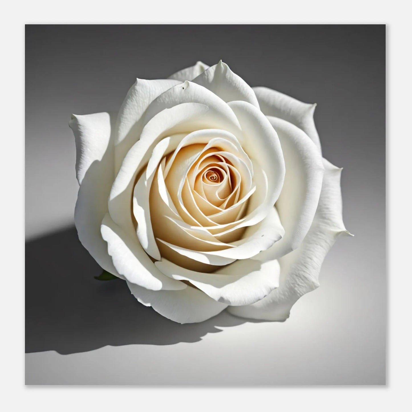 Aluminiumdruck - Weiße Rose - Foto Stil, KI-Kunst - RolConArt, Pflanzen,