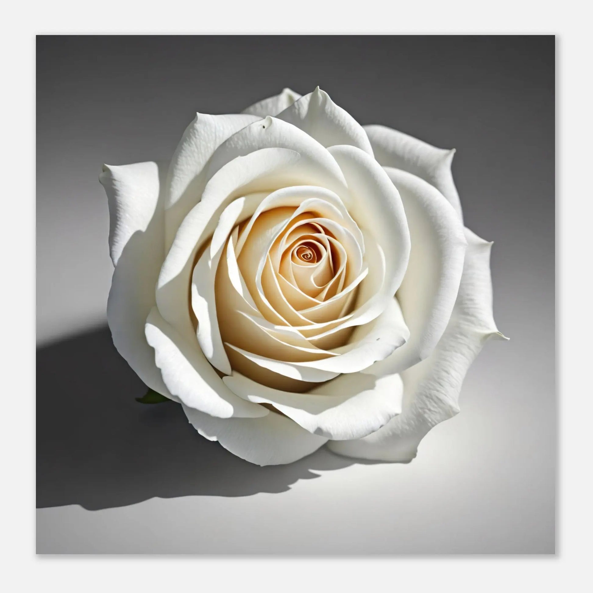 Aluminiumdruck - Weiße Rose - Foto Stil, KI-Kunst - RolConArt, Pflanzen,