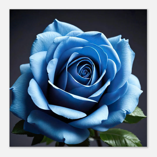 Aluminiumdruck - Blaue Rose - Foto Stil, KI-Kunst - RolConArt, Pflanzen,